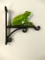 Preview: Wandhaken Blumenampelhalter Frosch farbig